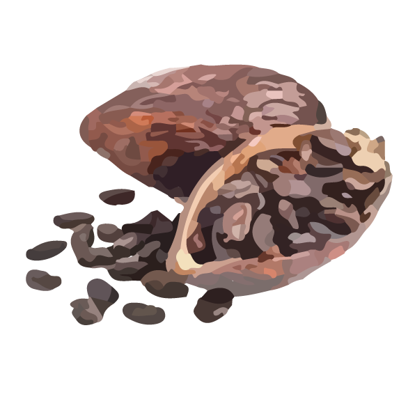 Bien que la Côte d’Ivoire et le Ghana soient les premiers producteurs mondiaux de cacao, cette plante n’a été introduite en Afrique qu’au 19è siècle.