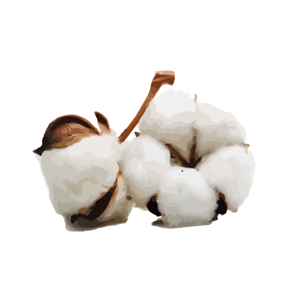 Gossypium hirsutum est l’espèce de coton la plus répandue (90% de la production mondiale). Il existe cependant une espèce de coton originaire d’Afrique sub-saharienne, Gossypium herbaceum, utilisée pour la production d’huile à partir de ses graines.