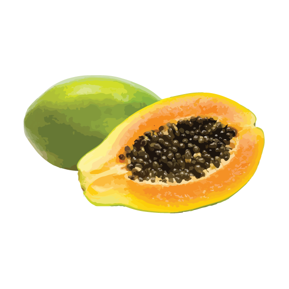 Le papayer (Carica papaya L.) est un arbre fruitier à feuillage persistant des régions tropicales humides et sous-humides cultivé pour son fruit, la papaye.