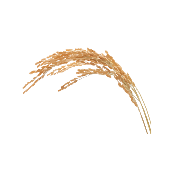 Il existe deux espèces de riz : le riz africain (Oryza glaberrima) et le riz asiatique (Oryza sativa). En Afrique, le riz a été premièrement cultivé dans la vallée du delta du fleuve Niger. La riziculture s’est ensuite répandue en afrique de l’ouest et du sud-est.